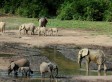 Elephants in Jeopardy in Central African Republic