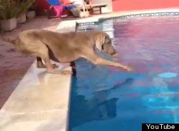 WATCH: Dog Vs Frisbee Vs Pool