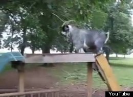 WATCH: Goat On A Slide!