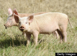 Eating As Though the Environment Mattered