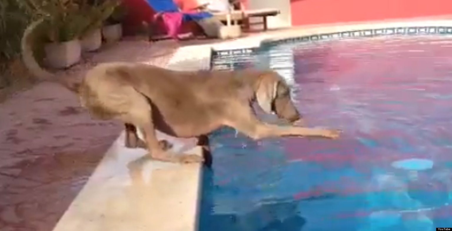 Dog Struggles Adorably To Retrieve Frisbee From A Pool (VIDEO) | HuffPost