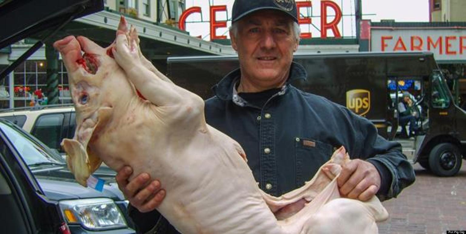 Butcher Feeds Marijuana To Pigs To Create True High-Quality Meat