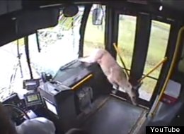 AMAZING Moment Deer Crashes Through Bus Windscreen - And Survives (VIDEO)
