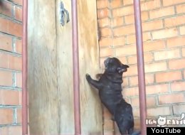 WATCH: French Bulldog Demands To Be Let Inside