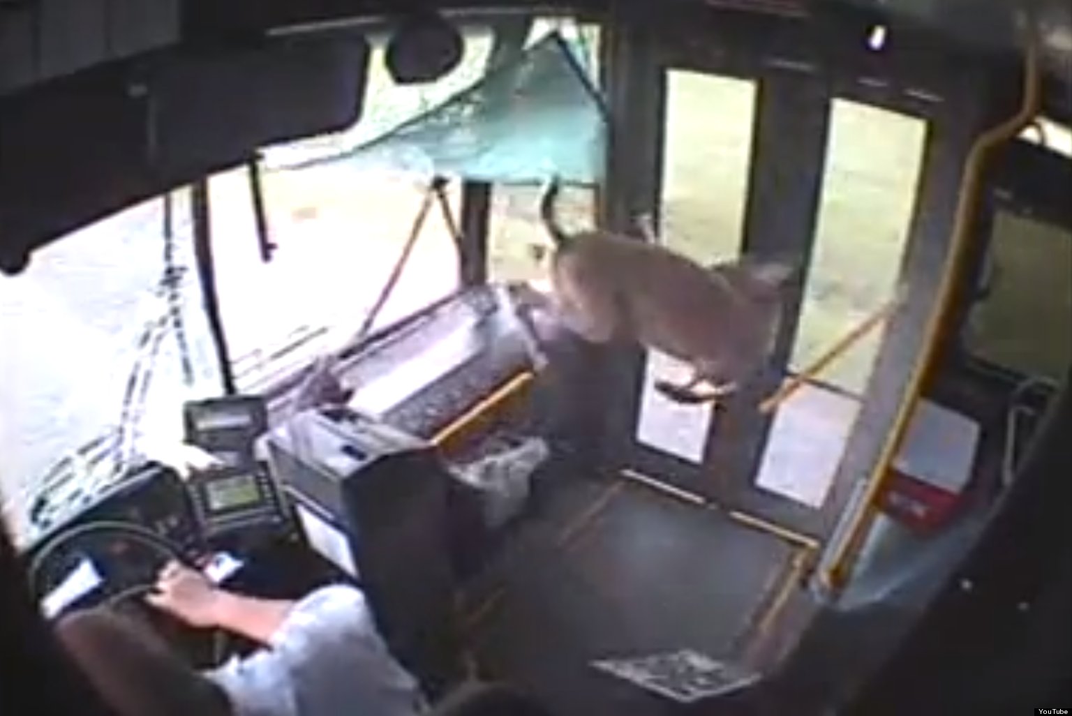 Incredible Moment A Deer Crashes Through A Bus Window (VIDEO) | HuffPost UK