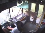 Deer Crashes Through Bus Window