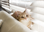 Cat Friendly Decor