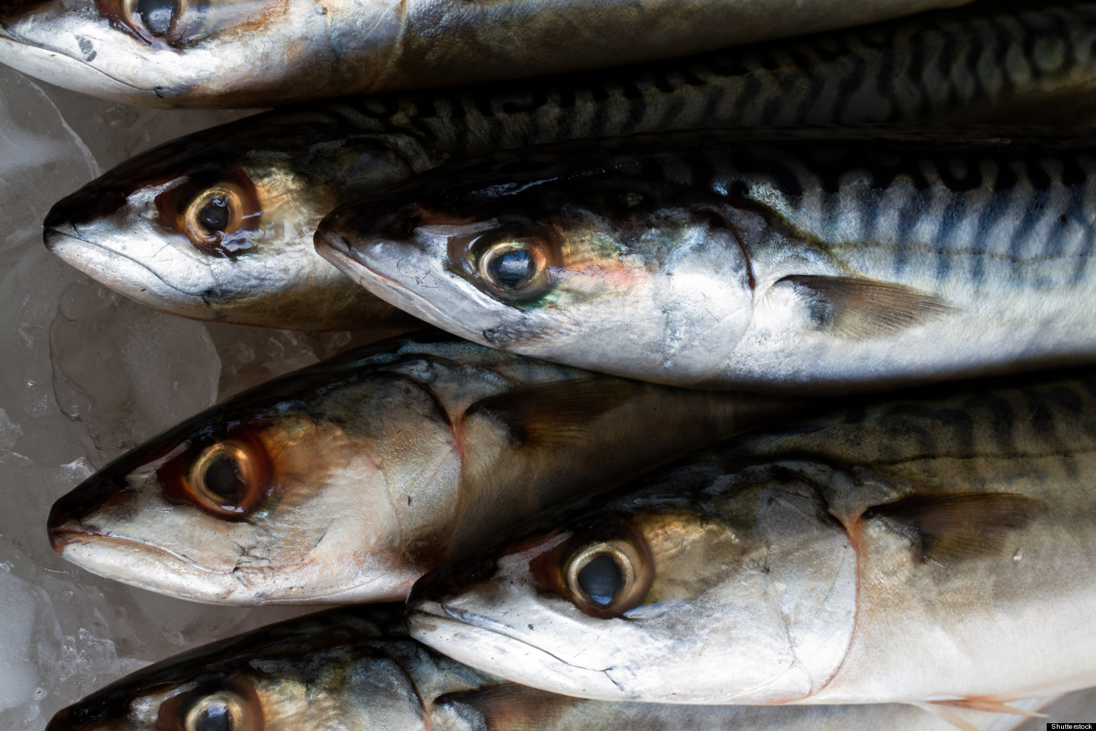 Updated Mercury In Fish Advice Stalled In Health Department