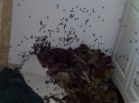Beehive In House