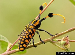 LOOK: 14 Adorable Beetles That Won't Freak You Out