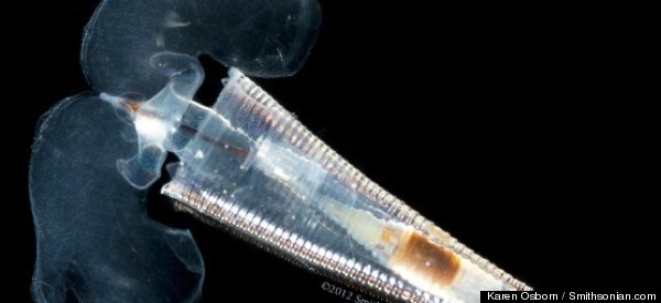 PHOTOS: Amazing Sea Butterflies
