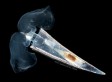 PHOTOS: Amazing Sea Butterflies