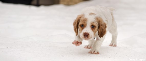 Animalesnieve