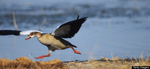 Hewlett-Packard Employees In Fear Of Geese Attacks?