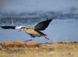Hewlett-Packard Employees In Fear Of Geese Attacks?