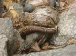 Boa Constrictor And Iguana