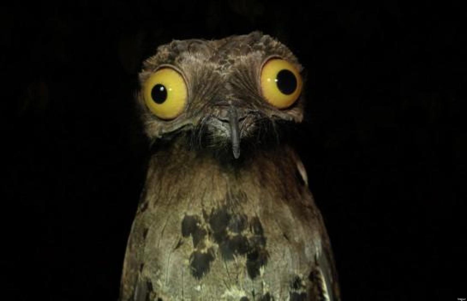 Is The Potoo The World's Funniest-Looking Bird? (PICTURES) | HuffPost UK