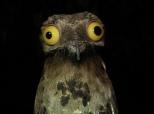 Potoo Funny Bird