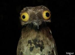 Say Hello To Our New Favourite Bird (PICTURES)