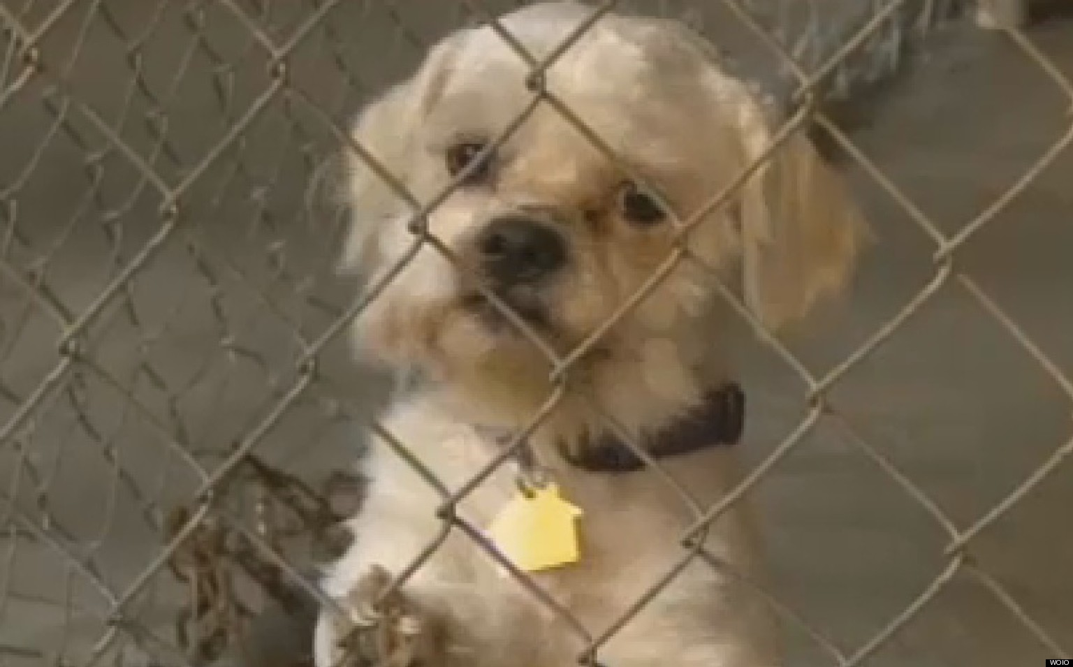 Castro's Pets Seized From House Of Horrors