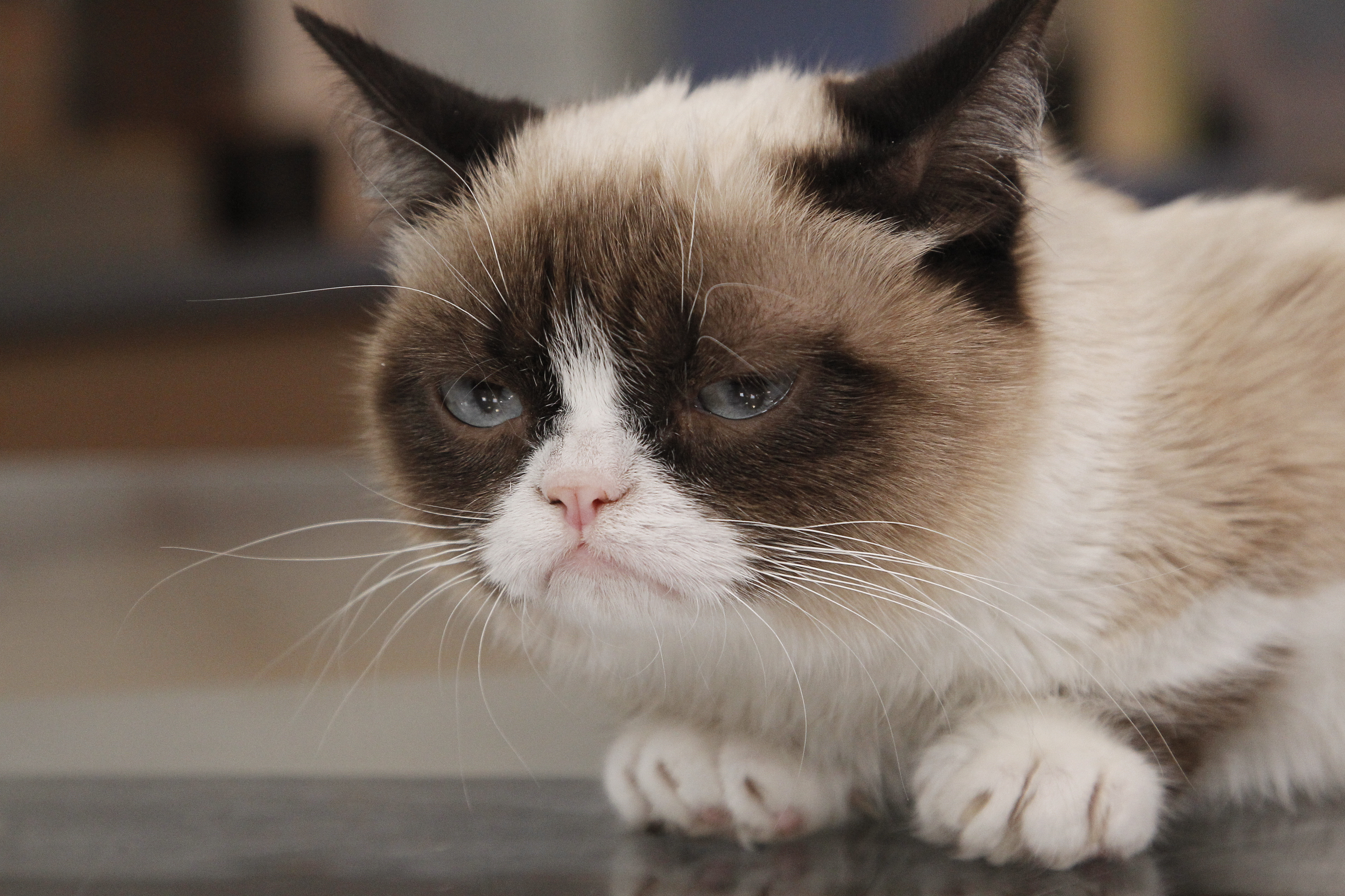 Grumpy Cat Gets A Movie Deal