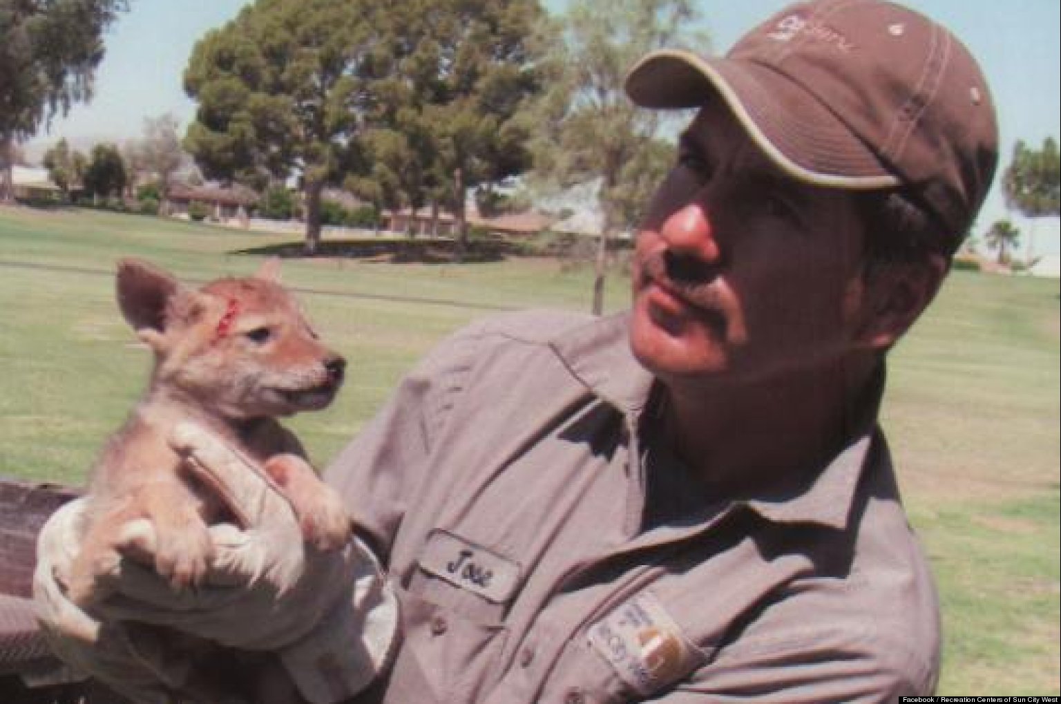 Arizona Golf Course Workers Save Coyote Puppy Covered In Arizona Golf Course Workers Save Coyote Puppy Covered In