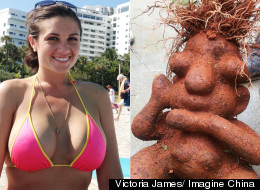 VOTE: Bikini Teacher Vs. Homer Simpson Root: The Weird News Top 10