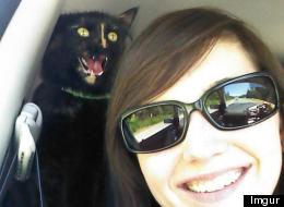 Les chats savent gâcher une photo, la preuve en 15 images (PHOTOS)
