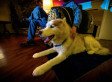 Meet The Canine Minister To A Man With Alzheimer's