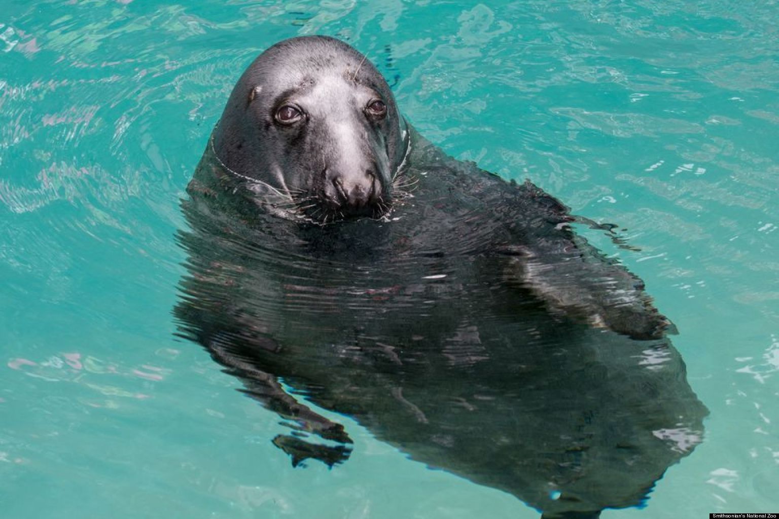 National Zoo Seals Adorable Aquatic Mammals Make Splash In New Home (PHOTOS) (VIDEO) HuffPost