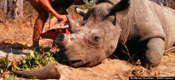 How Criminology Might Help Fight Poaching