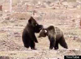 WATCH: Amazing Video Of Grizzlies Roughhousing