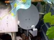 The Children of the Satellite Dish, Bypassing Ideology in Cuba