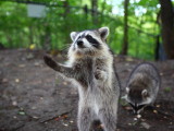 Raccoon Caught In Scotland After Three Months...