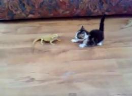 Le chat qui avait une peur bleue des lézards (VIDÉO)