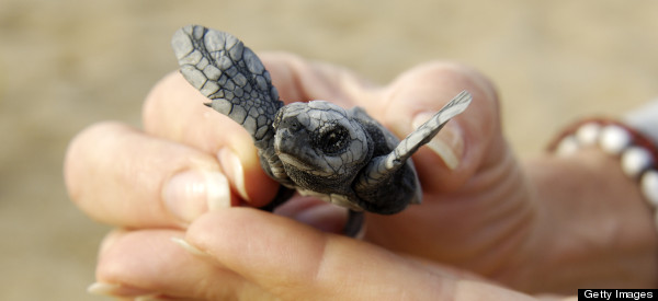 Sea Turtles Making A Comeback