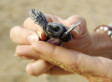 Sea Turtles Making A Comeback