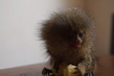 Tiny monkey eats pasta