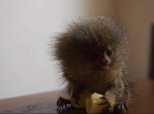 Tiny Monkey Eating Pasta