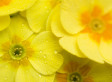 Wild Blossom Ideas From My Hebridean Scented Kitchen