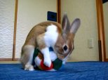 Rabbit Forward Roll