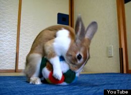 WATCH: Rabbit Does A Forward Roll