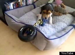 WATCH: Beagle Puppy Vs Toy