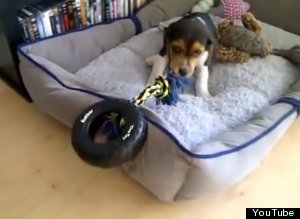 Funny Beagle Puppy