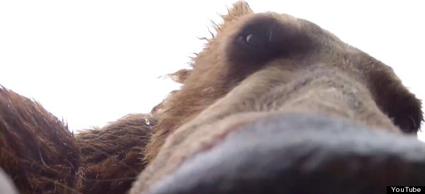 What It's Like To Be Eaten By A Grizzly
