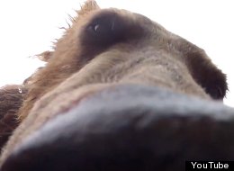 http://i.huffpost.com/gen/1147226/thumbs/s-BEAR-EATS-CAMERA-large.jpg?6