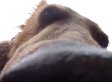 What It's Like To Be Eaten By A Grizzly