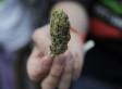 Coloradans Will Use More Than 2 Million Ounces Of Pot In 2014: Study
