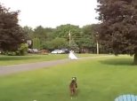 Dogs At Weddings
