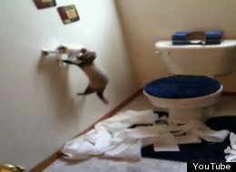 WATCH: Ferret Vs Toilet Roll